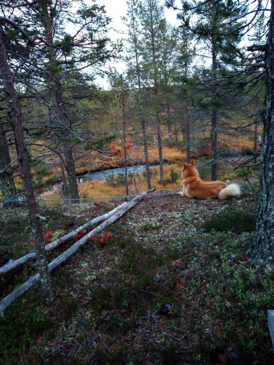 Auroracabin Chalets Villa Saariselkä Buitenkant foto